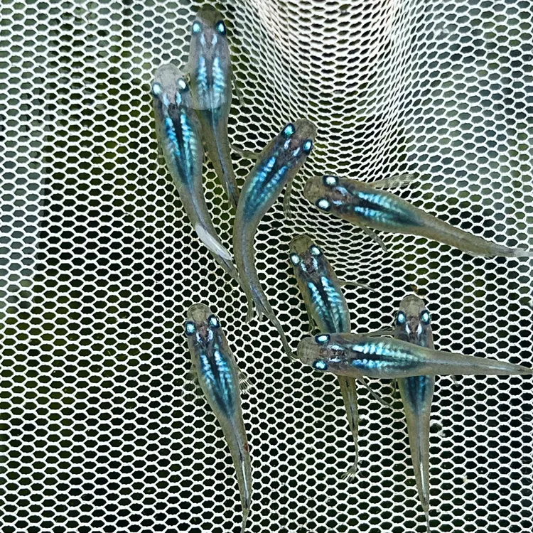 【     水滴 】观背青鳉 冷水鱼活体