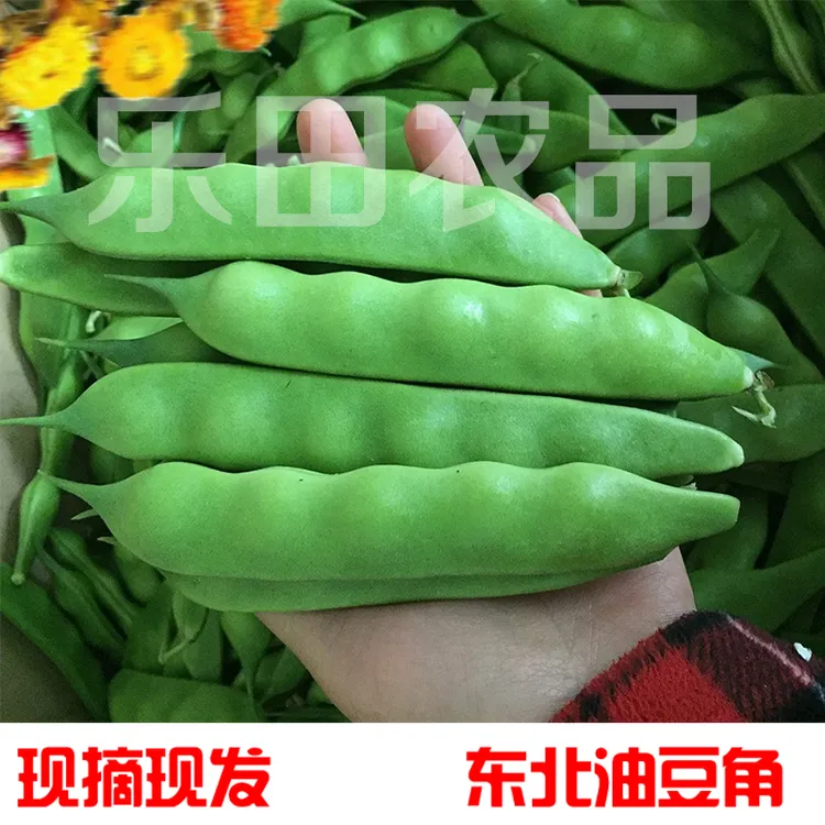 东北油豆角九月青豆角面豆角