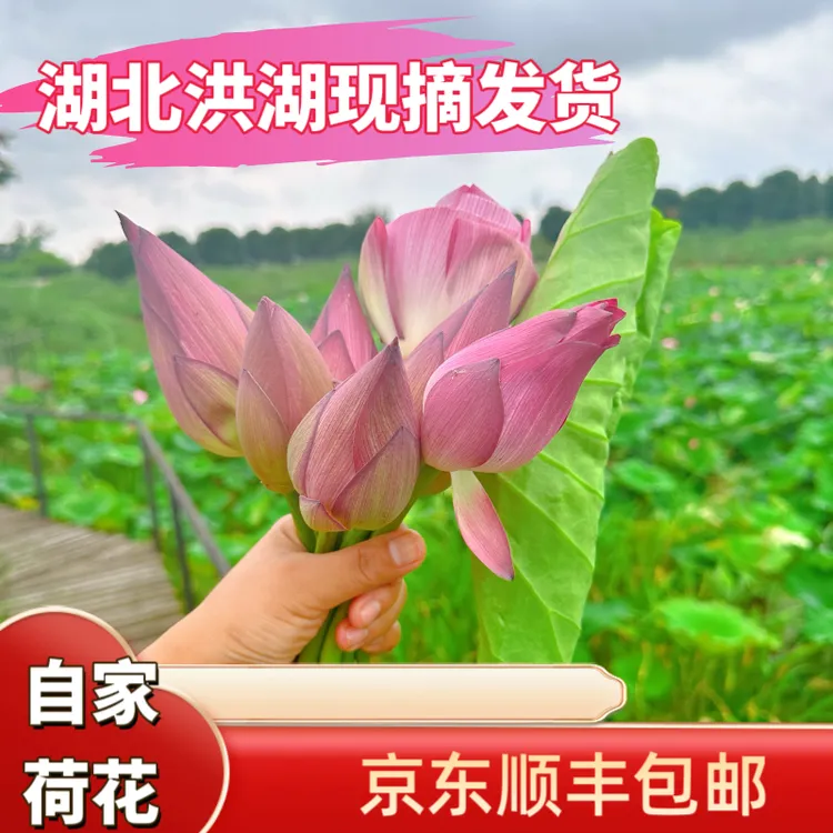 洪湖自家塘里新鲜观赏荷花莲花插花荷花花苞