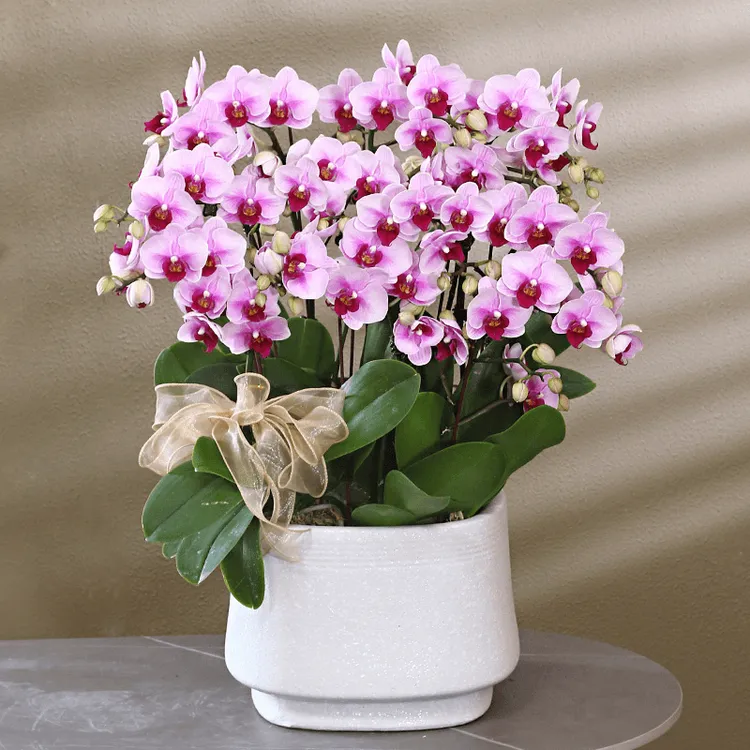 蝴蝶兰【宝贝】带花带盆组好发货 送礼  客厅 前台 办公室 乔迁