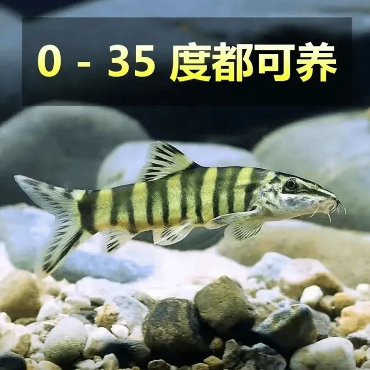 沙鳅中华壮体沙鳅观赏鱼鱼缸工具鱼虾虎鱼耐活冷水观赏鱼苗生态鱼
