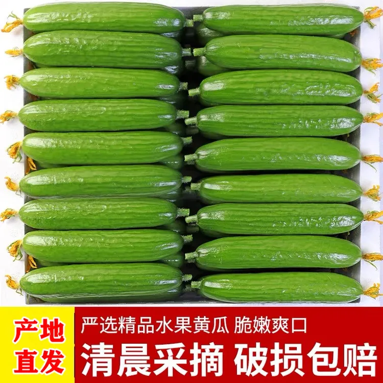 【现摘现发】山东水果小黄瓜（2-5斤）生吃美味食用自种好吃种植