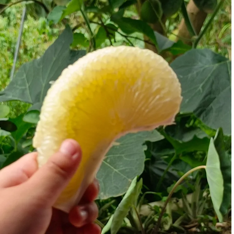 柚子25年傣柚东试早西双版纳翡翠柚又丑又好吃的柚子云南青皮