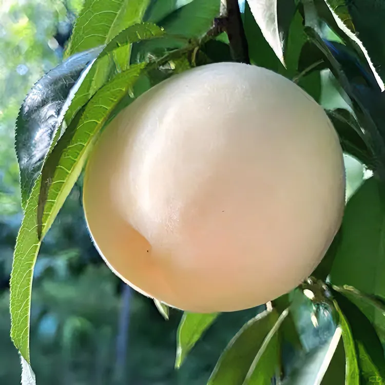 【果农自销】白玉桃脆甜现摘新鲜采摘蜜甜带花香味2斤/4.5斤净重脆