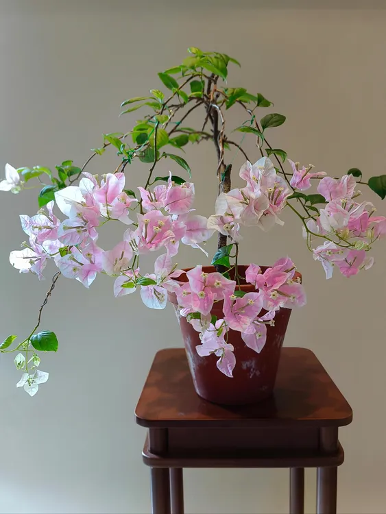 【漳红樱】大棵三角梅带花基地四季勤花可爬藤可爬耐寒一物一拍花卉