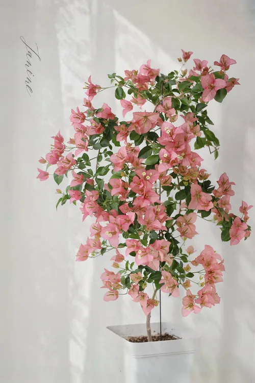 【卡亚塔】四季勤花可爬藤可爬墙带花发货