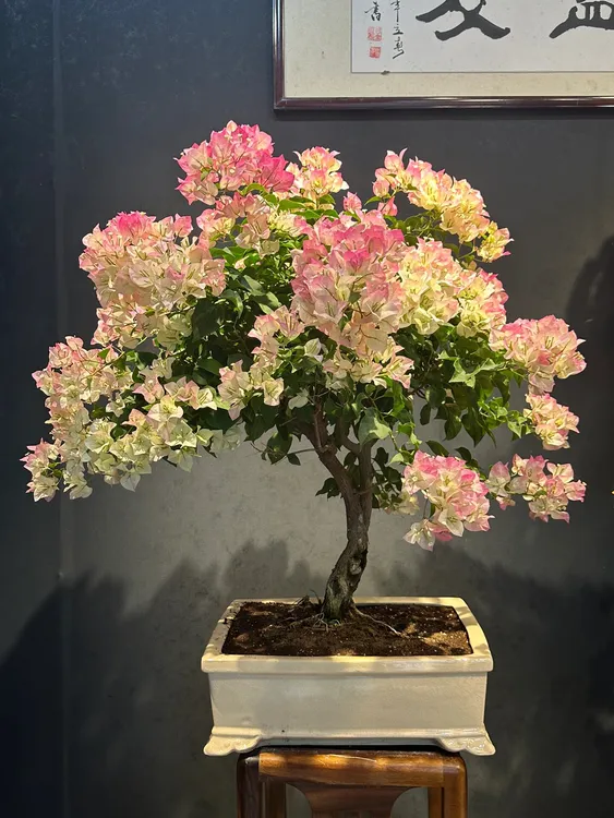 【绿樱】四季开花三角梅可爬藤爬墙百变绿樱一物一拍