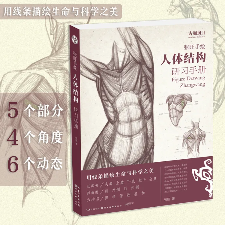 张旺手绘人体结构研习手册