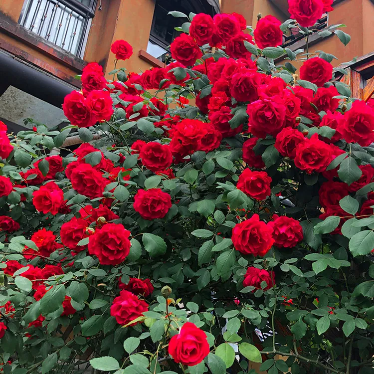 金鸿月季胭脂扣粉色龙沙宝石蓝色阴雨黑巴克夏洛特爬藤花苗特大花