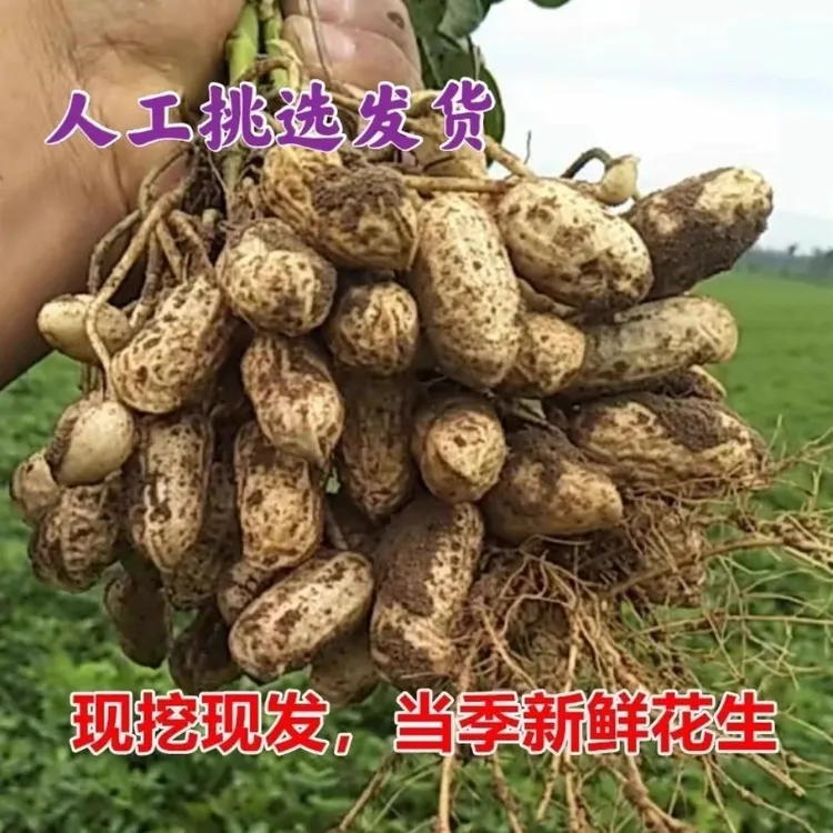 湖南邵阳隆回新鲜花生现泥鲜花生红带壳花生米粉皮水煮生花2500g