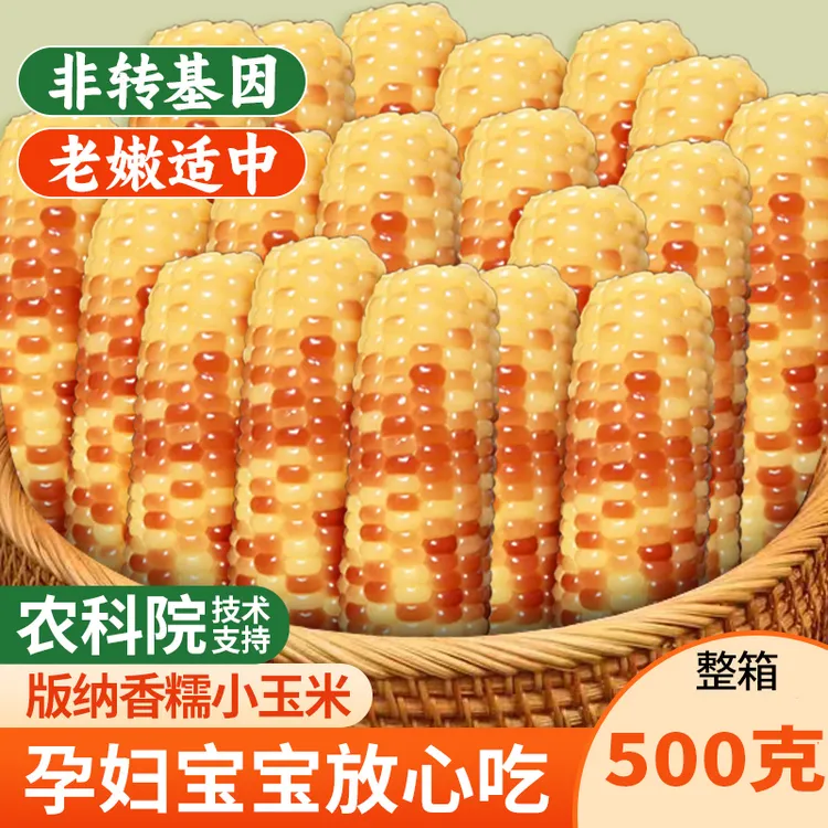 云南西双版纳香糯小玉米新鲜真空即食傣族甜粘花糯玉米棒早餐粗粮
