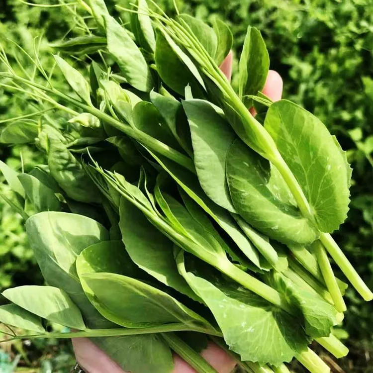 四川新鲜豌豆尖豌豆苗龙须菜火锅蔬菜时令蔬菜现摘现发