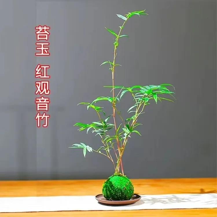 （福利款）转运竹，红观音原盆易活寓意好运竹人手必备竹！