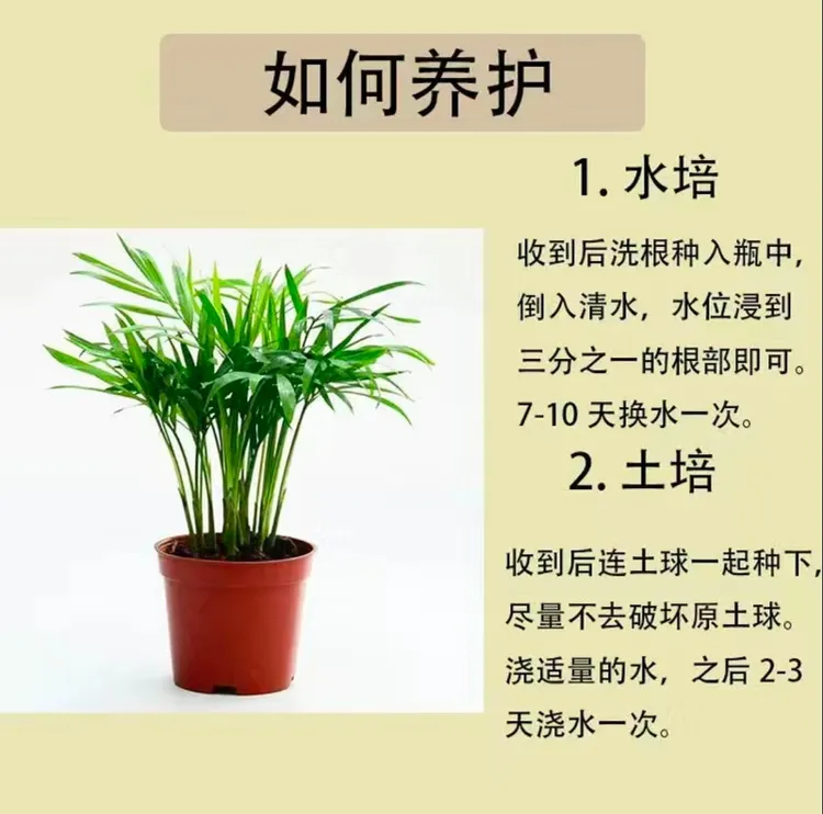 袖珍椰子新品推荐绿植盆栽凤尾竹散尾葵盆栽水土培四季常青吸甲醛