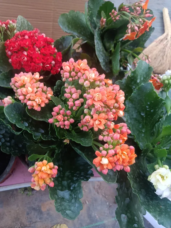 四季开花室内外绿植草坪花园盆栽绿化多色好看好养长寿花