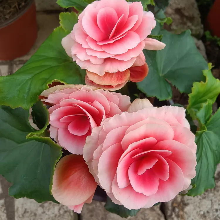 丽格海棠玫瑰海棠盆栽重瓣室内花卉四季开花带花苞庭院阳台办公室