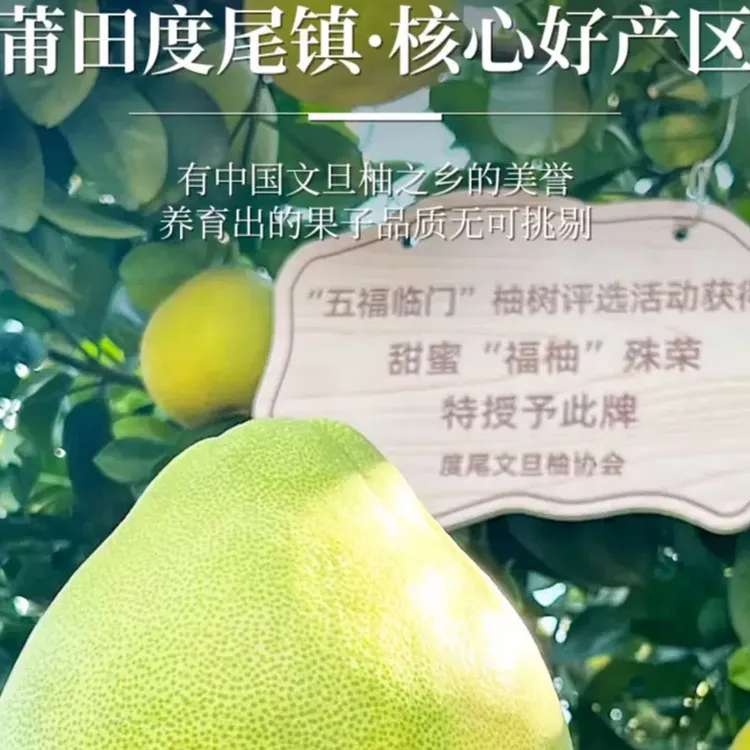 福建仙游度尾文旦柚红心文旦柚【20斤】多肉多汁当季现摘袋装包邮