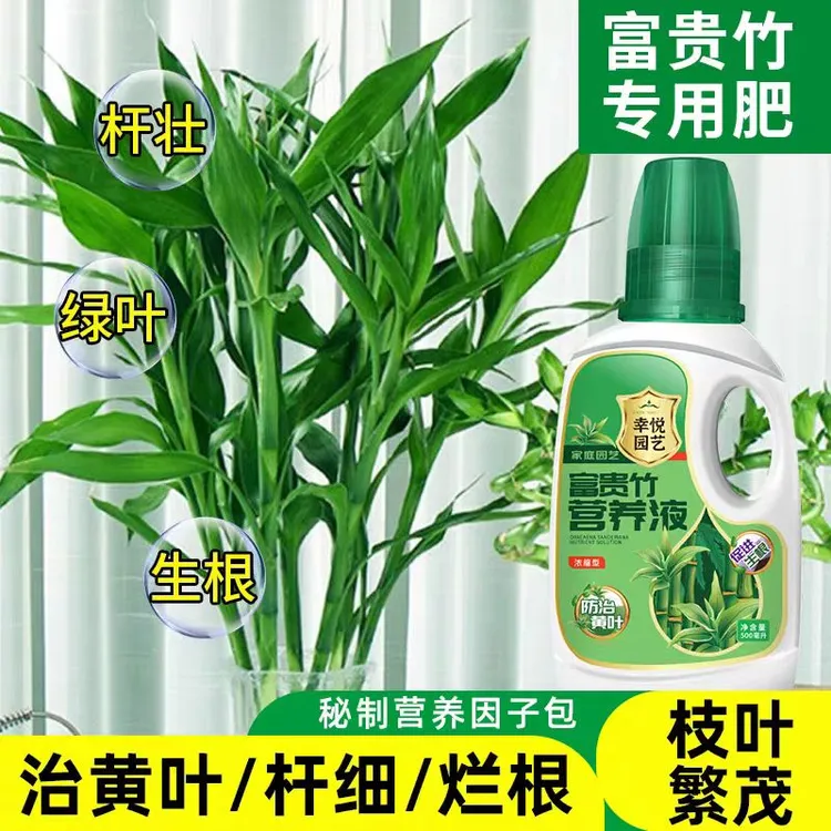 富贵竹配方富贵竹超浓缩营养液唤醒活力液烂根黄叶根系粗壮植物肥