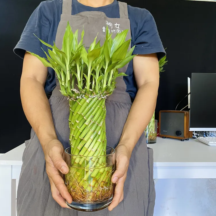 阿女直播【大号斜编富贵竹】室内艺术绿植有根好养