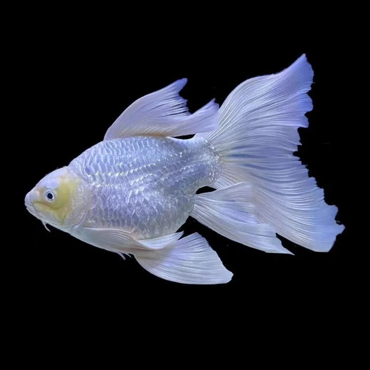 球体短身普身蝴蝶鲤白色熊猫银鳞台湾蝴蝶鲤大鳍大尾观赏鱼冷水鱼