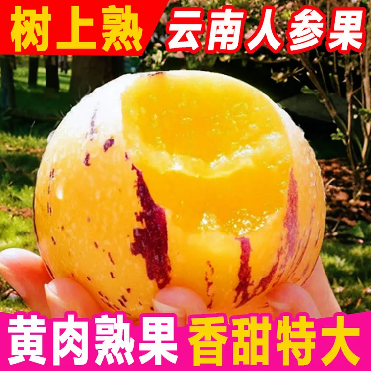 正宗云南石林人参果圆果黄肉树上熟新鲜产地直发DR