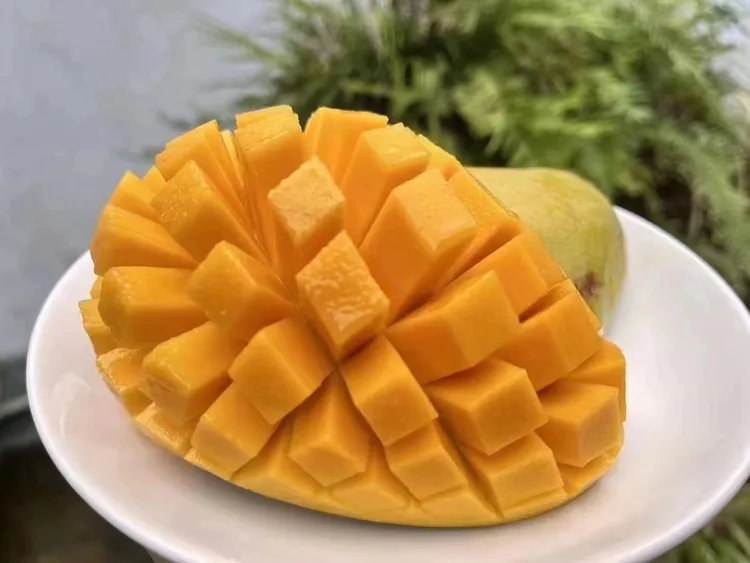 攀枝花独有品种攀研二号，软糯香甜、核小肉厚，新鲜采摘