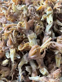 【三妹专线】海兔头 鱿鱼头 爆炒焖肉红烧