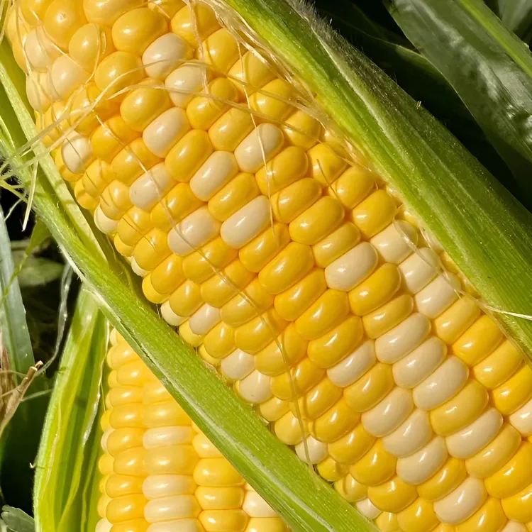 云南金银玉米新鲜味道现摘现发爆汁煮熟口感香甜维生素甜玉米