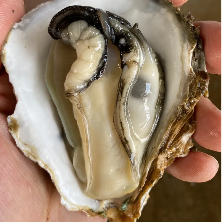 江门台山海晏美味天然鲜生蚝  中蚝（斤）