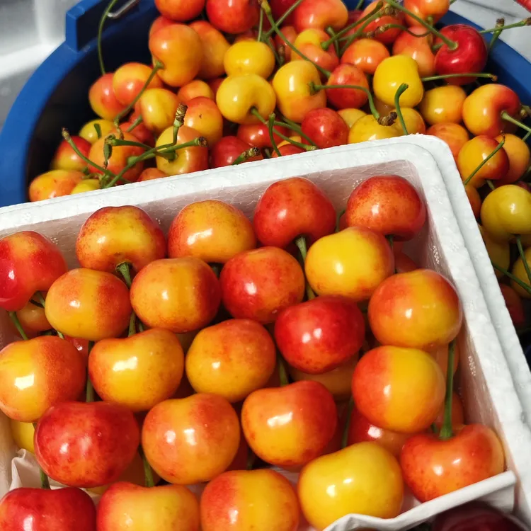 【纯黄果】3斤新鲜美国红尝鲜黄蜜佳红雷尼尔大连陆地樱桃坏果包赔