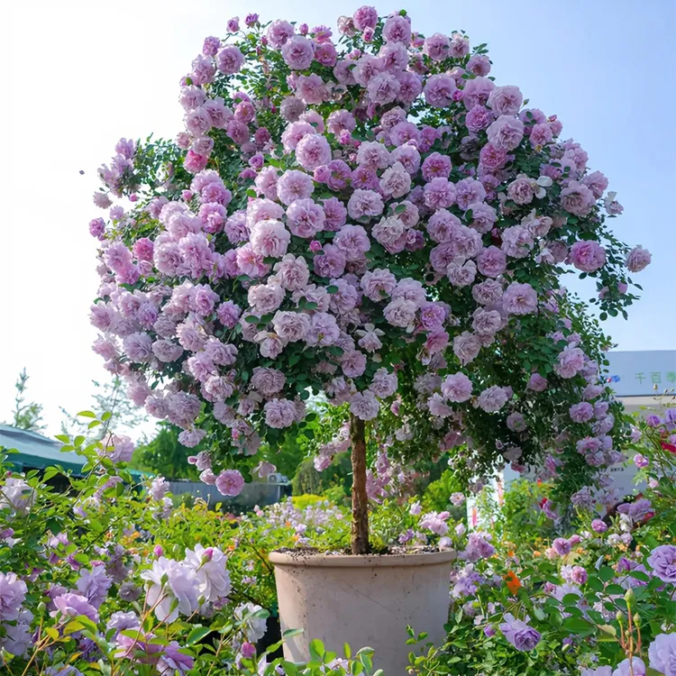 【顺丰包邮】 蓝色阴雨 棒棒糖树桩月季四季开花浓香庭院阳台楼顶