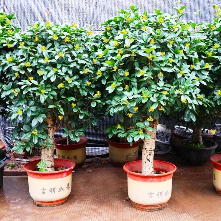 桂花老桩树苗盆栽植物耐活室内外花卉四季常开好养活阳台绿植基地