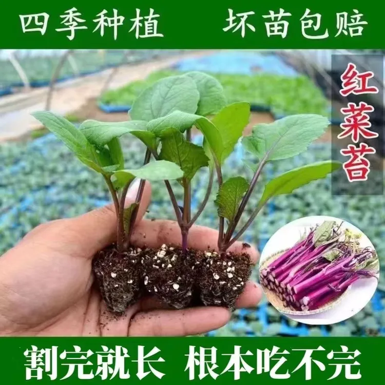 红菜苔种苗小叶御菜油绿甜脆菜心紫绿菜苔菜薹种早熟高产四季蔬菜