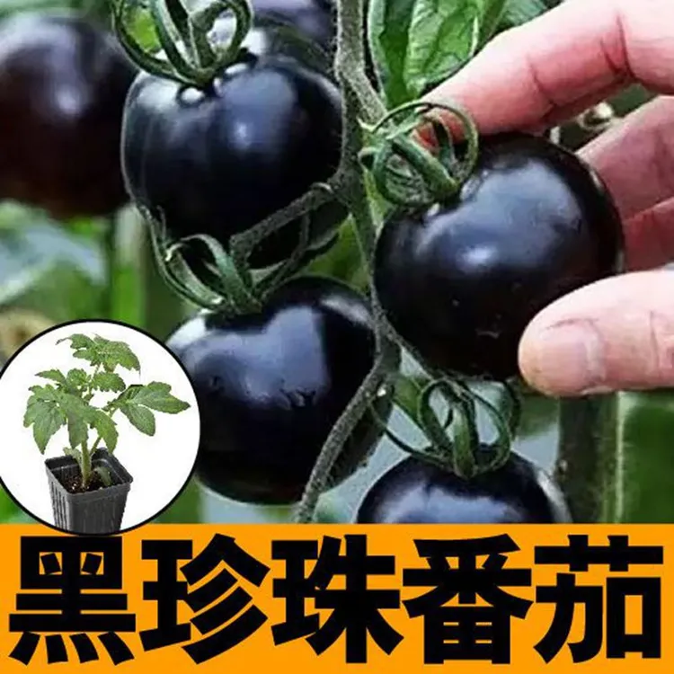 黑番茄种籽黑番茄小黑番茄黑珍珠秧苗圣女果四季有机盆栽夏季种植