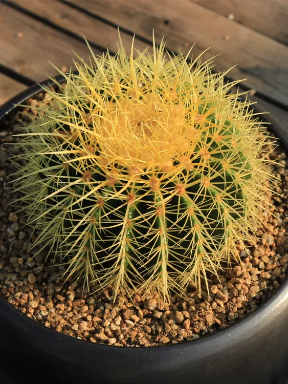 金虎仙人球中号18-20厘米进口植物云南精品种植室内外花园景观肉