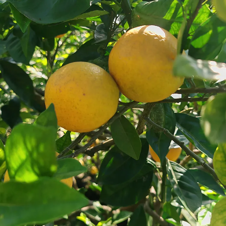 南充本地脐橙当季新鲜水果