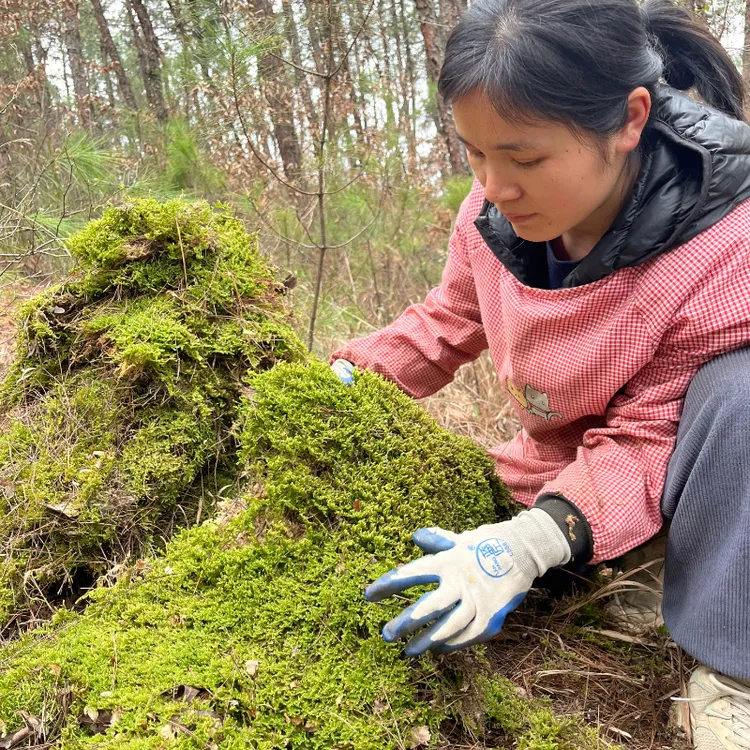 天然新鲜苔藓兰花蝴蝶兰种植铺面拌料动物垫材假山装饰微景观