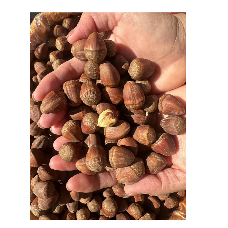 2025年笨炒/东北【嫁接榛子】/拍3斤发4斤皮薄香酥产地大榛子