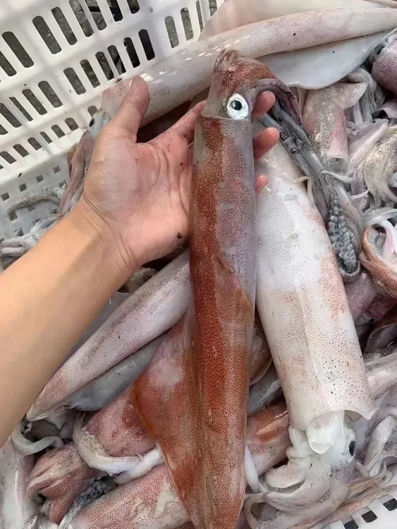 东山岛海钓鱿鱼新鲜不缩水刺身鱿鱼