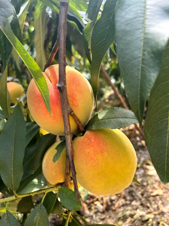 湖南麻阳黄桃高山富硒 锦绣黄桃 新鲜现摘整箱包邮香脆甜坏果包赔