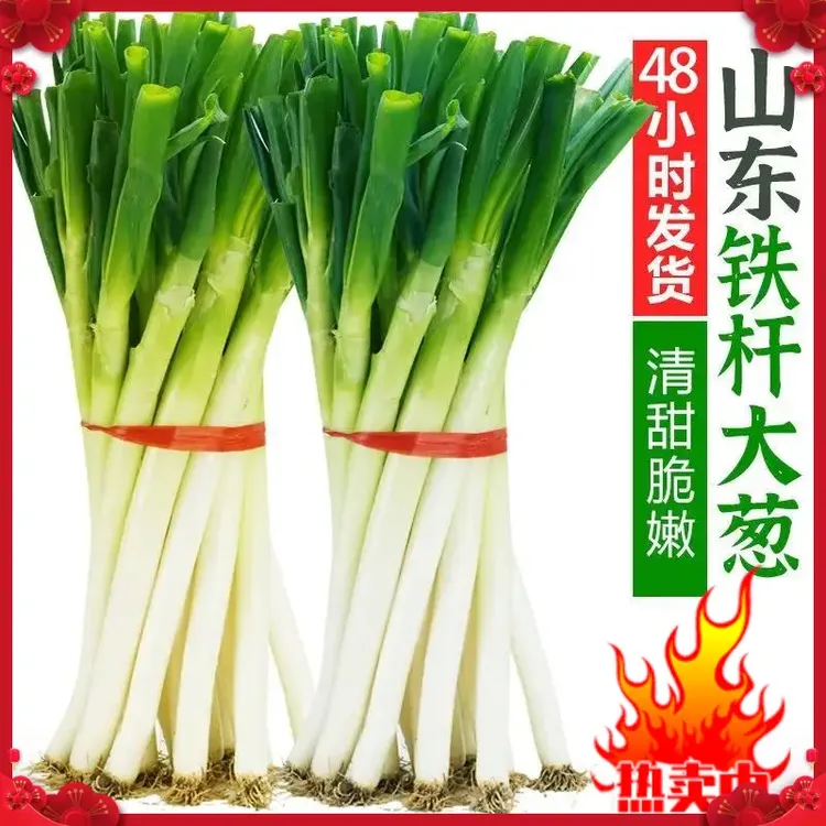 山东铁杆大葱葱大葱脆甜多汁微辣微甜山东大葱大葱新鲜食用蘸酱