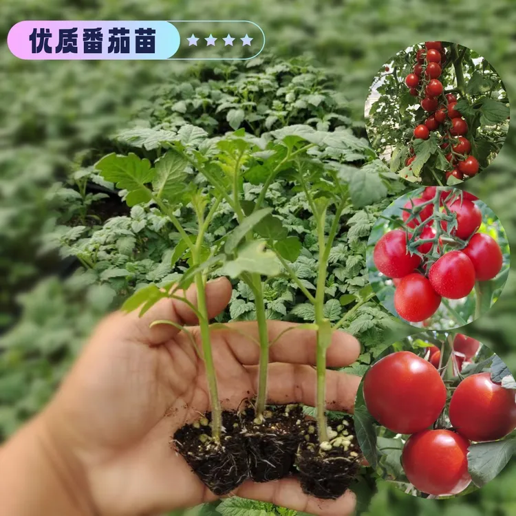 番茄苗黑番茄苗黑珍珠黄圣女小家庭阳台盆栽西红柿苗小番茄苗高产