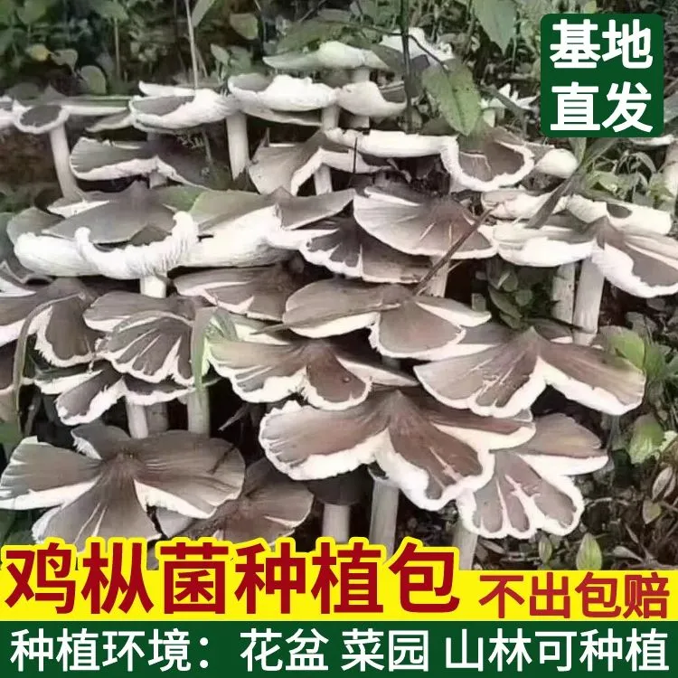 野生鸡枞菌新鲜菌种家种斗鸡公菌种菌种菌包家庭花盆四季人工种植