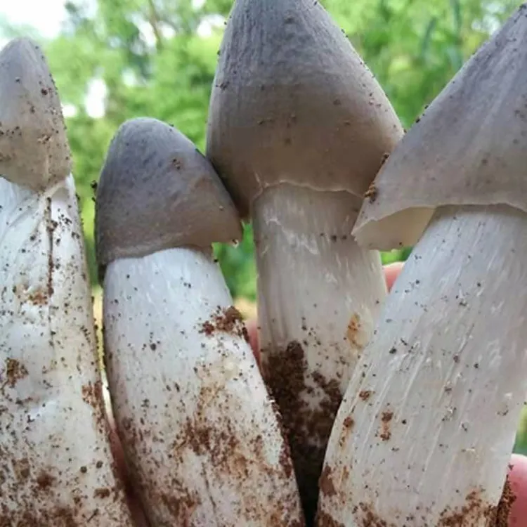 云贵特产鸡枞菌菌种包山地种家地种盆栽四季可种植加种植技术指导