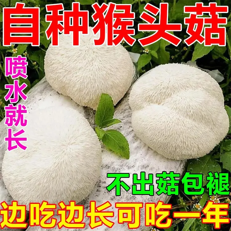 【不出包赔】猴头菇菌种家种食用蘑菇菌包食用菇菌种菌包蘑菇盆栽