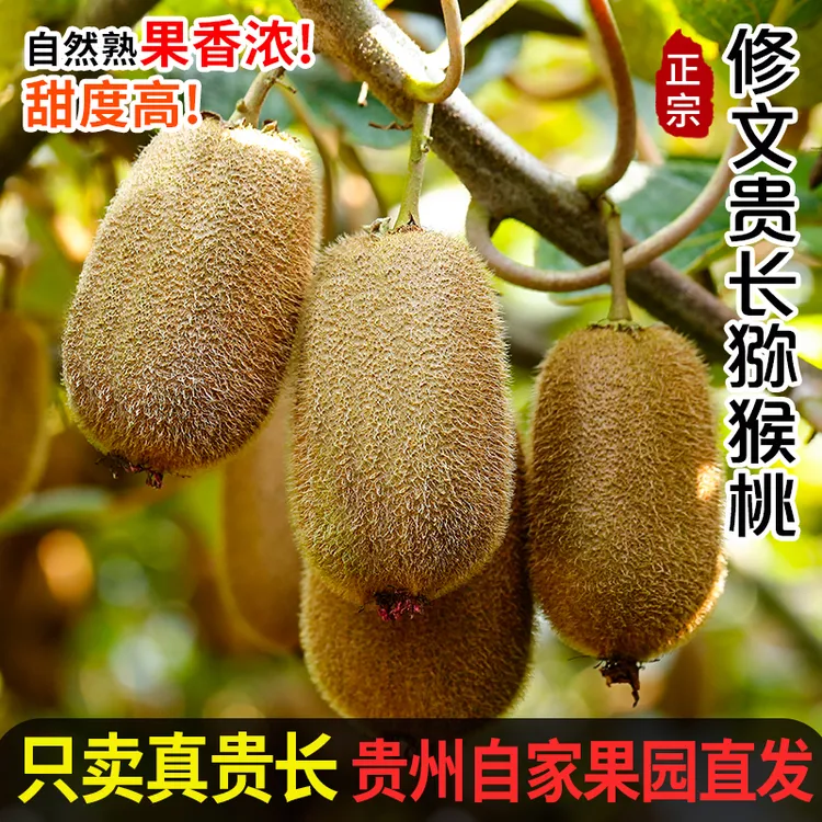 贵州修文贵长绿心猕猴桃现摘新鲜水果奇异果孕妇水果12枚24枚