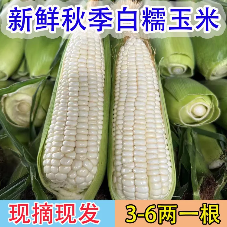 广西露天种植新鲜现摘白糯玉米食用4斤8斤香甜饱颗粒原生态鲜嫩