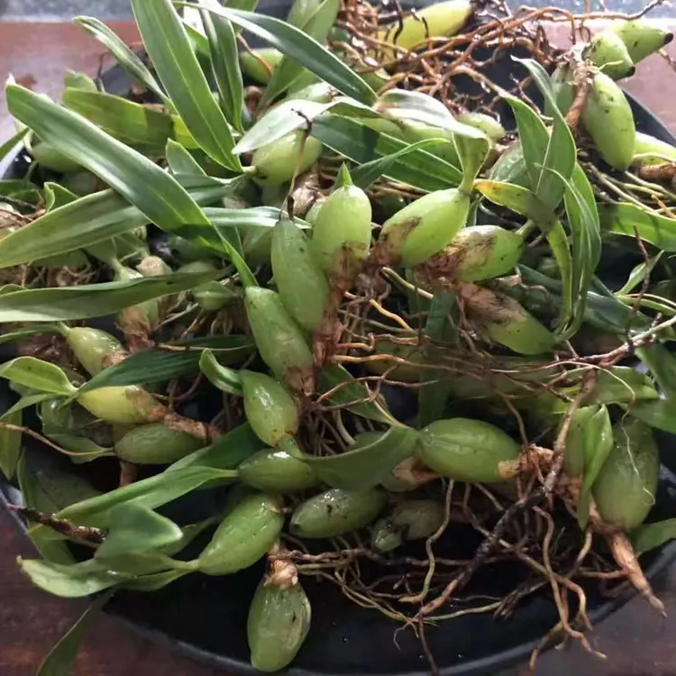 现发石橄榄新鲜广东石橄榄双叶石仙桃炖汤福建石橄榄清洗营养干净