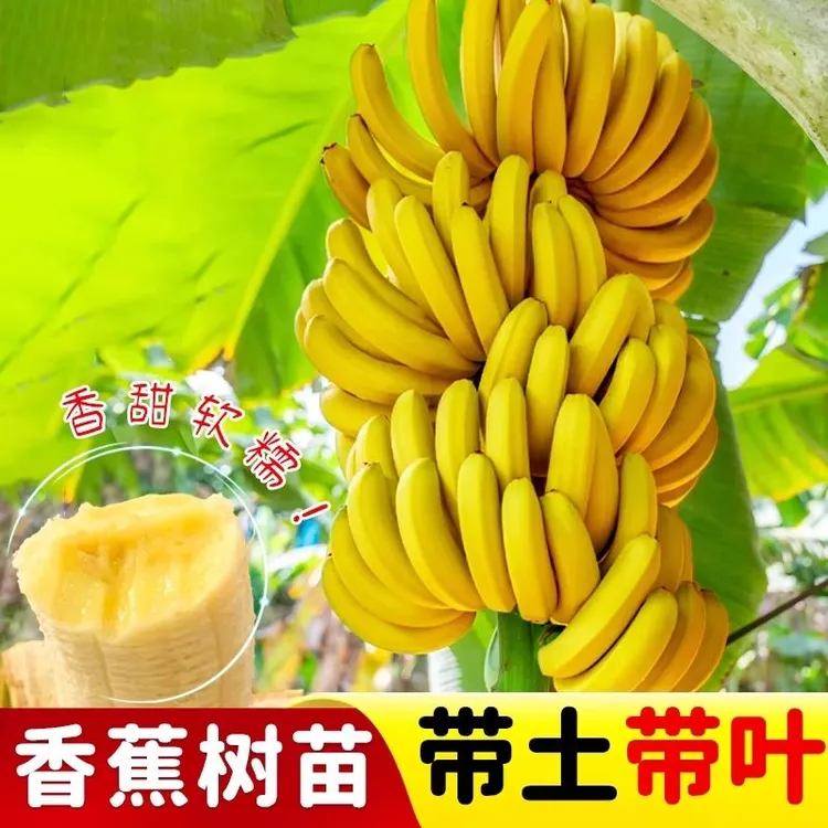 广西正宗香蕉王粉蕉苗矮化小米蕉香蕉树苗结果快庭院种植广西发货