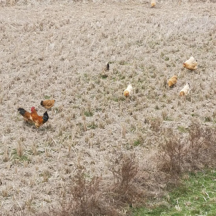 毛重约3斤农家土鸡母鸡一只【去毛净重约2斤】